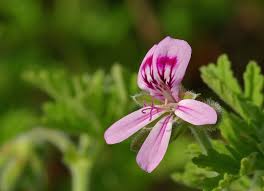 Image result for Pelargonium whytei