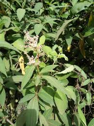 Image result for Gutenbergia cordifolia