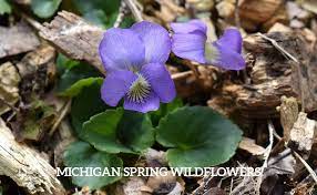 Blood root group blooming in late april. Take A Michigan Wildflower Scavenger Hunt This Spring