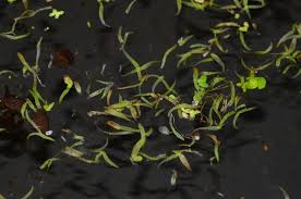 Image result for Wolffiella