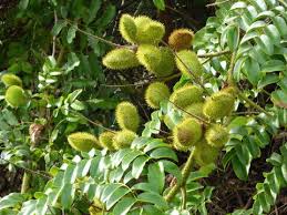 Image result for Guilandina bonduc