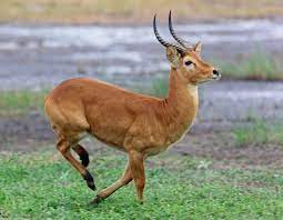 Senga Puku Sakania Drc African Antelope African Animals Animals Wild