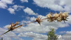 Image result for Cymbopogon pospischilii