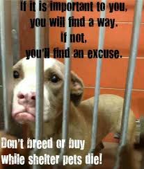 Pin On Animal Rescue