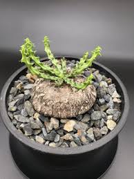 Image result for Euphorbia fanshawei