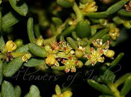 Image result for Suaeda monoica