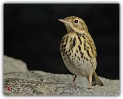Tree Pipit Agac Incirkusu Tree Animals Bird