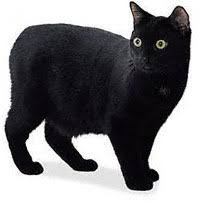 Kedi Turkce Bilgi