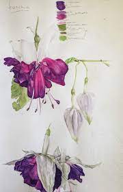 Woman drawing beautiful rose on sketch pad. Fuschias Are One Of My Favorite Flowers I Have Overwintered Probably 25 Or More Now S The Time Of Ye Botanical Sketchbook Botanical Drawings Botanical Art