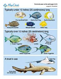 Cancun Calendar And Caribbean Fish Identification Guide