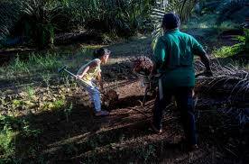 Here is a list of countries that use child labor: Child Labor In Malaysia Indonesia Palm Oil Industries Tied To Girl Scout Cookies Chicago Sun Times
