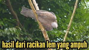 Cara membuat pulut dngan lem aibon halaman idresep ini menampilkan 138 resep yang terkait dengan cara membuat pulut dngan lem aibon yang bisa ditemukan dibawah ini. Cara Membuat Lem Pulut Dari Oli Bekas Yang Ampuh 100 Easy Bird Trap Youtube