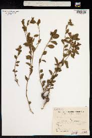 Image result for Bonamia mossambicensis