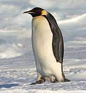 Emperor penguin is the largest penguin in the world that lives in the extreme cold of antartica. Penguin Wikipedia