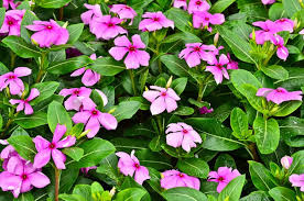 Check spelling or type a new query. 29 Rabbit Resistant Plants That Rabbits Won T Eat In Your Garden