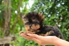 Buy Teacup Yorkie Puppies From Elvis Yorkshire Terrier