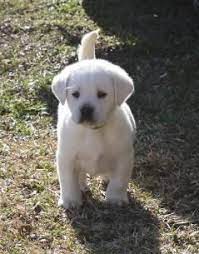White Labrador Retriever Puppies Cute Lab Puppies White Labrador Labrador Retriever