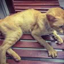 Dr.weinrick spent time helping me learn and understand upcoming surgery. Photos At City Pets Veterinary Clinic Seri Kembangan Selangor