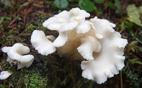 Where To Find Mushrooms In The Pacific Northwest Stuffed Mushrooms Angel Wings Mushroom Pacific Northwest