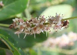 Image result for Terminalia mollis