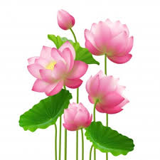 Find images of lotus flower. Lotus Flower Images Free Vectors Stock Photos Psd