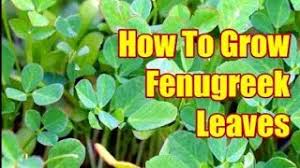 Both fenugreek leaves and seeds are edible and can be used in cooking too—their flavor is strong, a bit sweet, and a little bitter (sort of reminiscent of burnt ground fenugreek has also been taken internally to induce childbirth and used externally as a poultice for soothing skin irritation and infections. How To Grow Fenugreek At Home