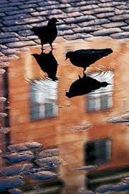 Reflections By Concetta Reflection Photography Street Photography Water Reflections