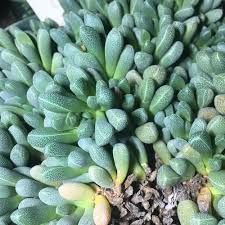 Image result for Rhipidoglossum microphyllum
