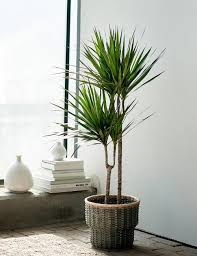 They have soft leaves and a thin vertical stem. 22 Best Dracaena Varieties For Indoors Types Of Dracaena Houseplants