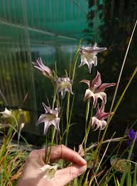 Image result for Hesperantha longicollis