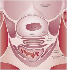 The cervix is the lowest part of the uterus, which connects the uterus to the vagina, so it is more commonly known as the cervix. Urological Complications After Treatment Of Cervical Cancer Nature Reviews Urology