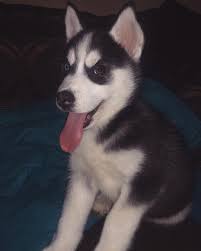 Train your husky pup potty training, leash training, obedience training, crate training and bite training. Athena Athenasadventures Instagram Posts Videos Stories Picoji Tongues Out Picoji Beautiful Wolves Cute Animals Dog Breeds