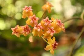 Hoya Benvergarai