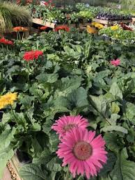 Bardy farms is a family run farm in warren, nj established in 1904. Warren Family Garden Center Nursey 13 Photos Nurseries Gardening 2449 Old Springville Rd Center Point Al United States Phone Number Yelp
