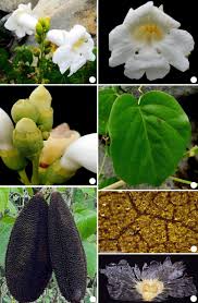 Image result for Amphilophium