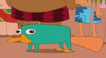 Perry the platypus memes & gifs. Perry The Platypus Gifs Tenor
