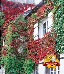 Wilder Wein Veitchii 1 Pflanze In 2020 Wilder Wein Pflanzen Kletterpflanzen