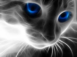 Support us by sharing the content, upvoting wallpapers on the page or sending. Cool Wallpapers Cool Cat 1600x1200 Download Hd Wallpaper Wallpapertip