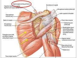 Shoulder Nerves Anatomy Anatomy Drawing Diagram