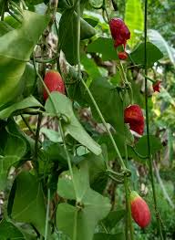 Image result for Kohautia cynanchica