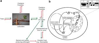 This helps support our creating! Co Evolution In The Jungle From Leafcutter Ant Colonies To Chromosomal Ends Springerlink