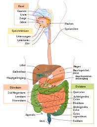 For other uses, see colon. Colon Wikipedia