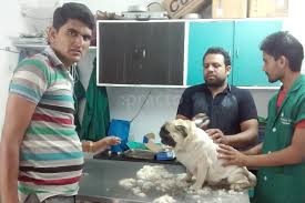Maybe you would like to learn more about one of these? Dr J C Kochar Veterinary Physician Book Appointment Online View Fees Feedbacks Practo