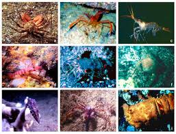 Image result for Verde Giannutri 2008 147