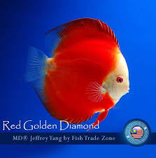 Image From Http Www Mondodiscus Com Wp Content Uploads 2010 05 Discus Red Golden Diamond Jpg Freshwater Aquarium Fish Discus Fish Aquarium Fish