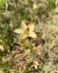 Image result for Wachendorfia