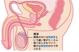 不妊治療におけるベストな禁欲期間とは？精子の質を高める方法も解説｜不妊治療は東京渋谷区のはらメディカルクリニック