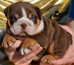 Pet breeder in berlin center, ohio. English Bulldog Puppies For Sale Under 1000 English Bulldog Puppies