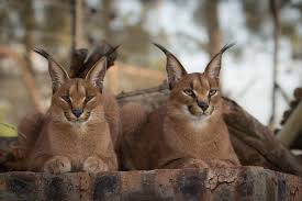 Cats that can roar the term 'big cats' is often used to refer only to cats that can roar. Save Big Cats From Extinction In Africa Globalgiving