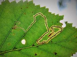 Image result for Stigmella confusella